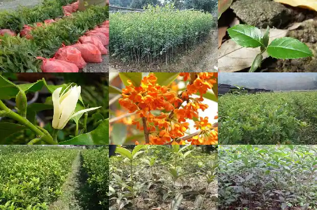 桂花叶子发黄枯萎是怎么回事啊1681434400978