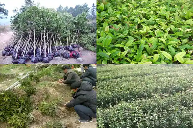 桂花叶子发黄枯萎是怎么回事啊1681434401026