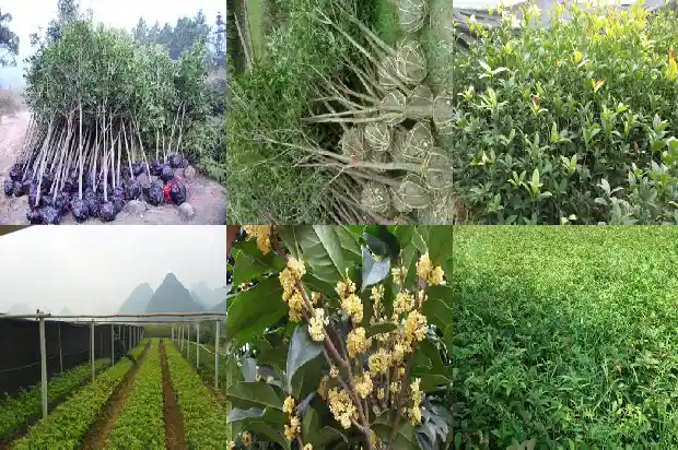 桂花叶片枯黄1681434494668