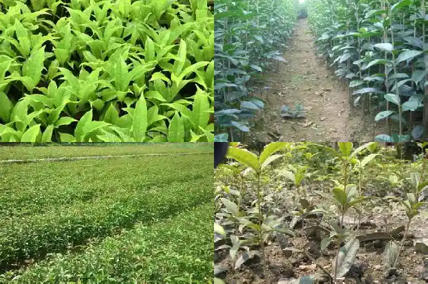 桂花叶片枯黄1681434494716