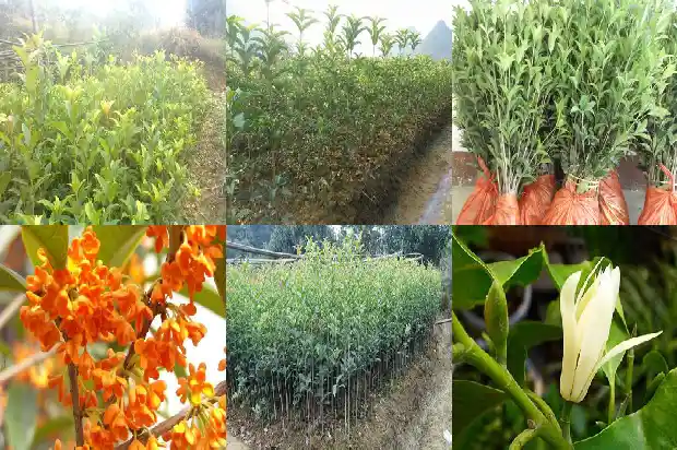 桂花树叶子发白干枯是什么原因造成的怎么治疗1681434837565