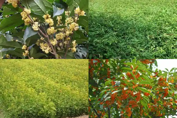 桂花树叶子发白干枯是什么原因造成的怎么治疗1681434837611