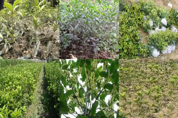 桂花树叶一半干枯是什么原因1681435078032