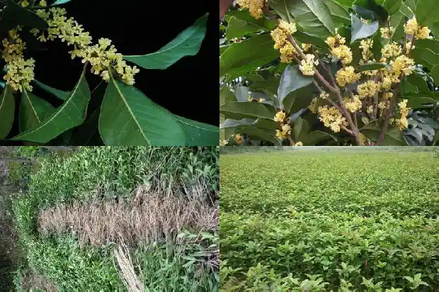 桂花树叶一半干枯是什么原因1681435078080