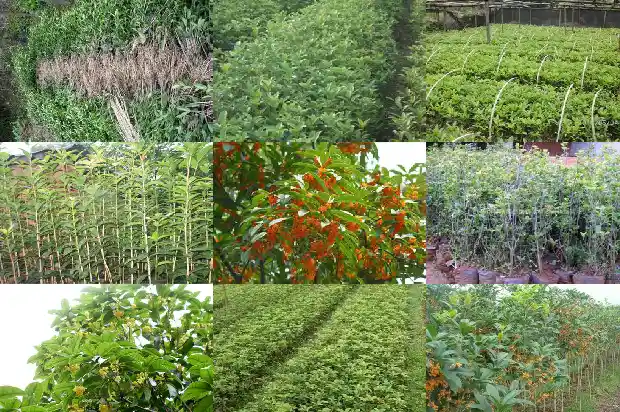 桂花树叶一半干枯是什么原因1681435078128