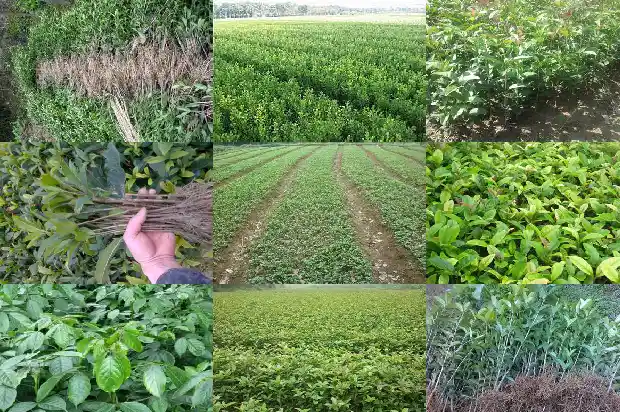 桂花树叶片干枯1681435202872