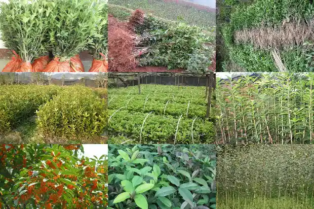 桂花树叶片干枯1681435202920