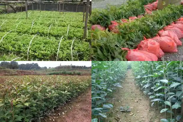 桂花树叶片干枯1681435202967