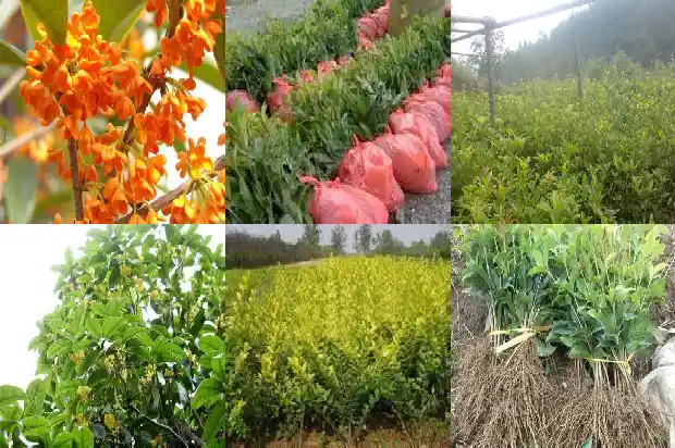 桂花树叶子发黄干枯后脱落怎么回事啊1681435306025