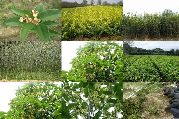 桂花树叶枯黄掉落怎么回事?1681435417263