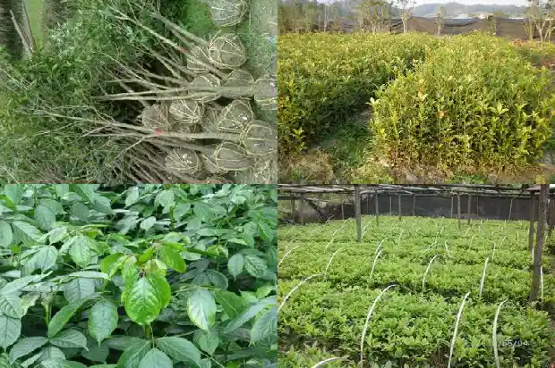 桂花树叶枯黄掉落怎么回事?1681435417311