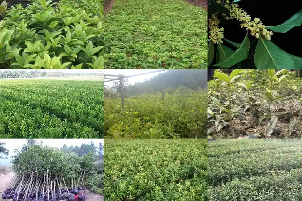 桂花的花语有哪些1690677277302