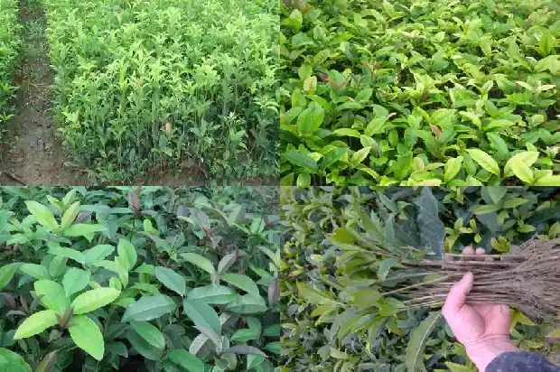 桂花树为啥叶片干枯1681435659200