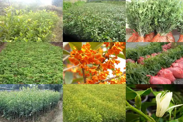 桂花树为啥叶片干枯1681435659248