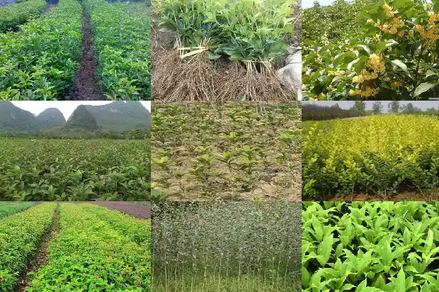 盆栽桂花叶子干枯掉落怎么办1681436173540