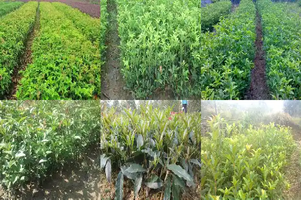 盆栽桂花叶子干枯掉落怎么办1681436173588
