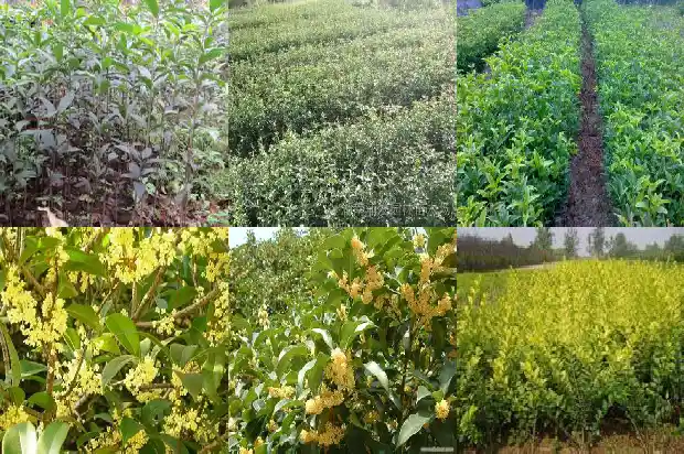 盆栽桂花叶子干枯掉落怎么办1681436173636