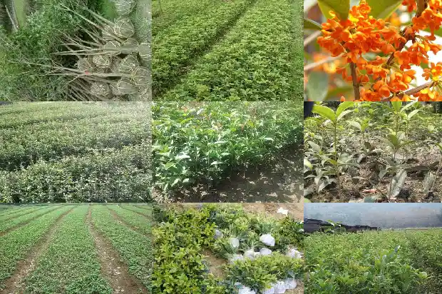 盆栽桂花树叶子尖发黄干枯掉叶怎么办1681436255742