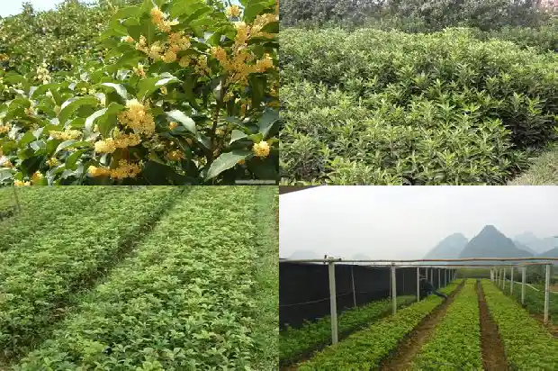 盆栽桂花枝干还能发芽吗1681436350830
