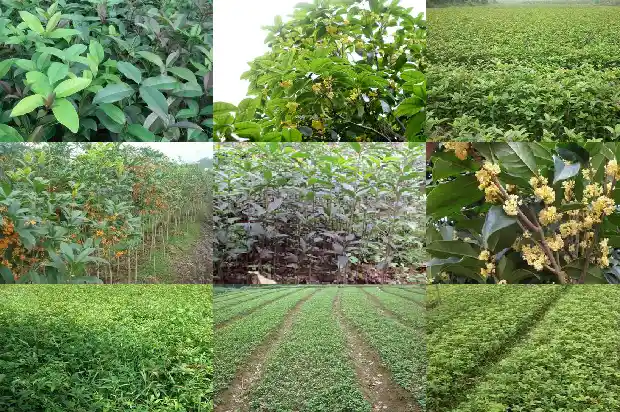 盆栽桂花枝干还能发芽吗1681436350878