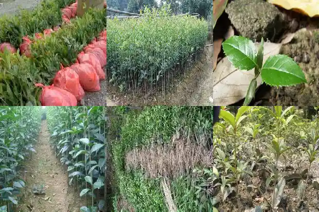 盆栽桂花枝干还能发芽吗1681436350926