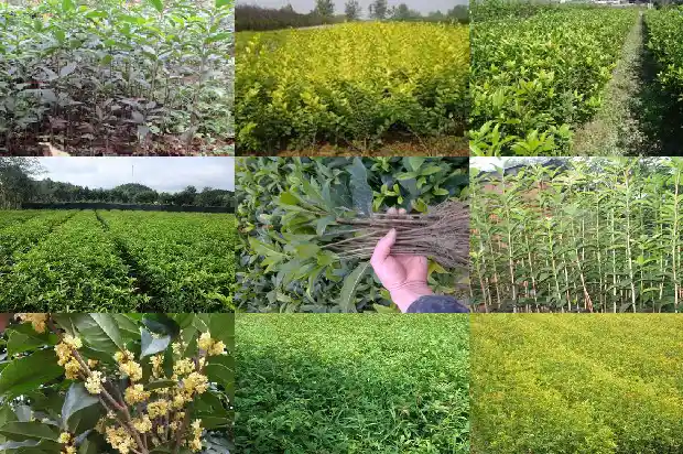 盆栽桂花枝干还能发芽吗1681436350974
