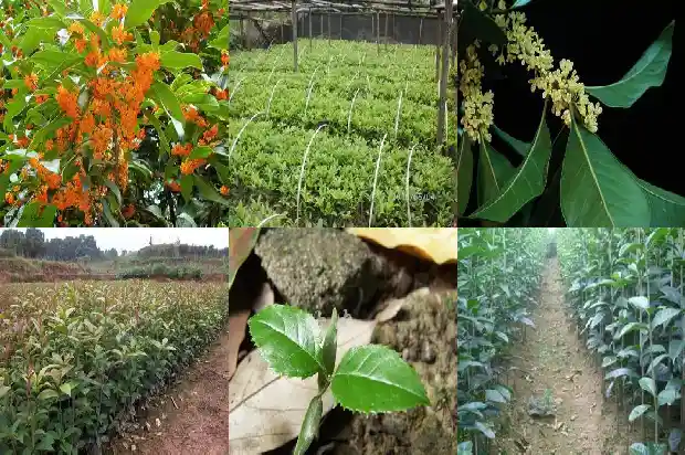 盆栽桂花树冬季养护方法1681436437261