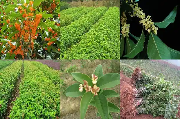 盆栽桂花树冬季养护方法1681436437308