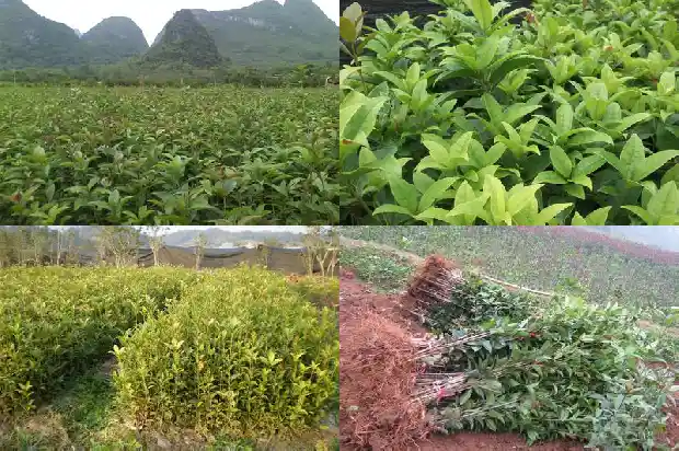 桂花树叶中间干枯怎么办1681436516209