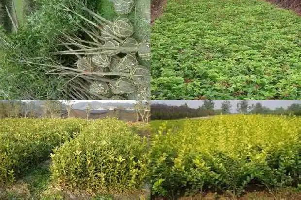 桂花的禁忌与副作用1689035246772