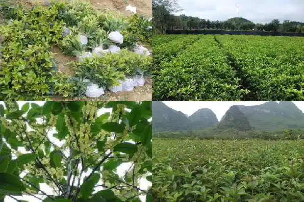 桂花叶子发黄发干1681436797394