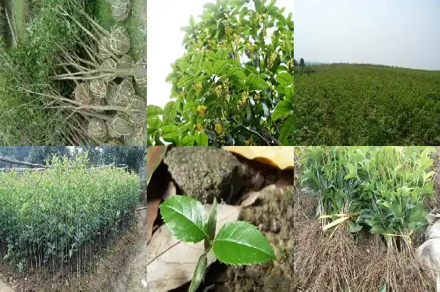 桂花树一年几公分1681436964146