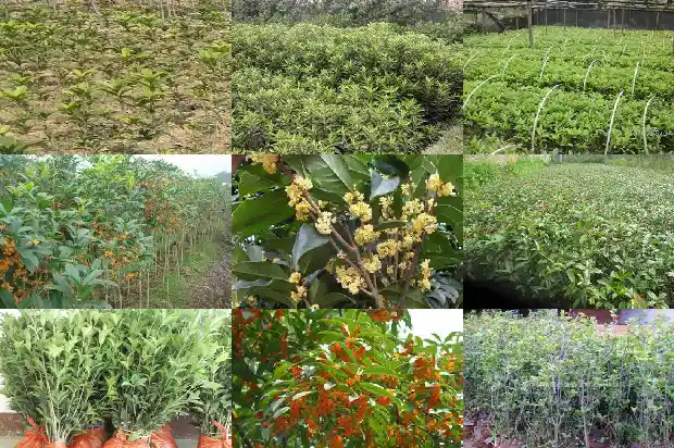18公分的桂花树价格多少1689577312491