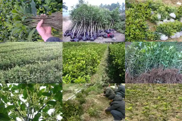 桂花叶子边缘发黄怎么办1681437166007