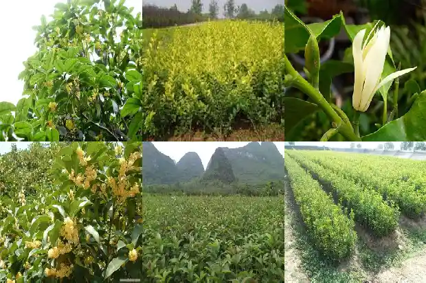 盆栽桂花可以地栽吗1681437291372