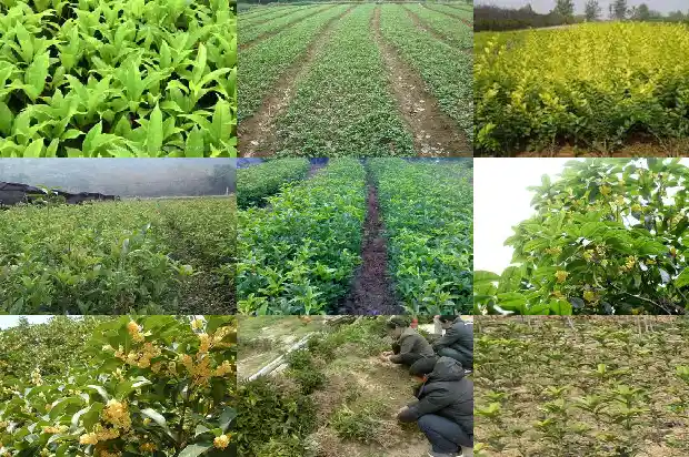 地栽桂花不发芽1681437372886