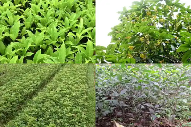 桂花树卷叶干尖怎么治1681437452449