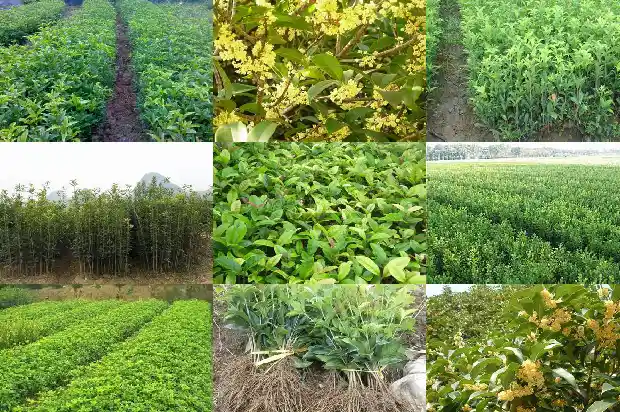 桂花树卷叶干尖怎么治1681437452497