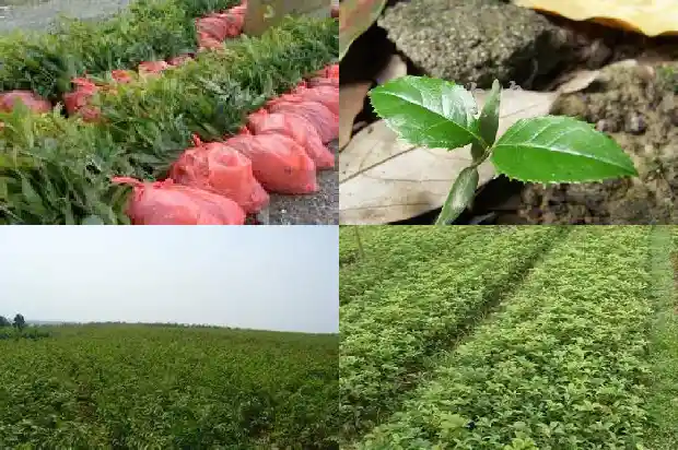 桂花树卷叶干尖怎么治1681437452544