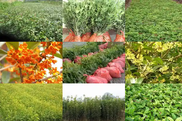桂花树卷叶干尖怎么治1681437452592