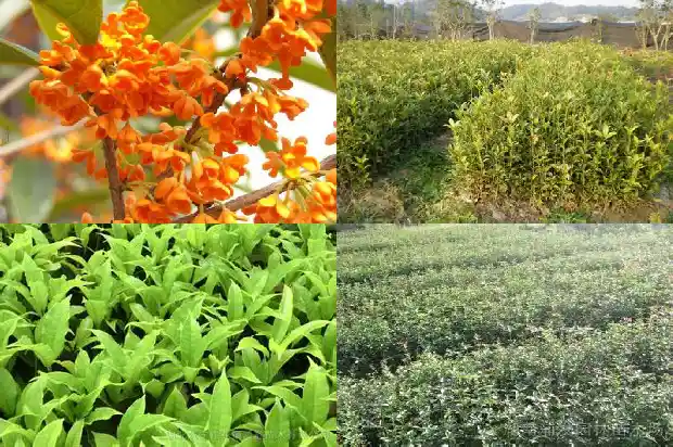 桂花树叶缘干枯是什么病1681437565256
