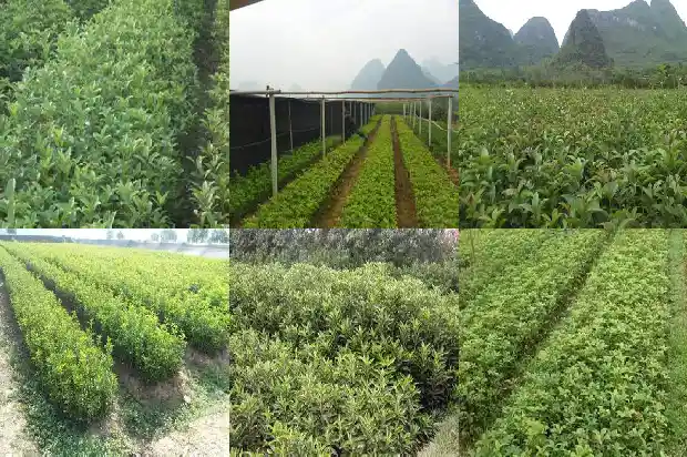 桂花树干开裂是什么病1681437640689