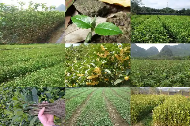 桂花树干开裂是什么病1681437640737