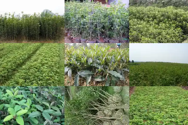 桂花树有枯叶需要什么药1681437722750