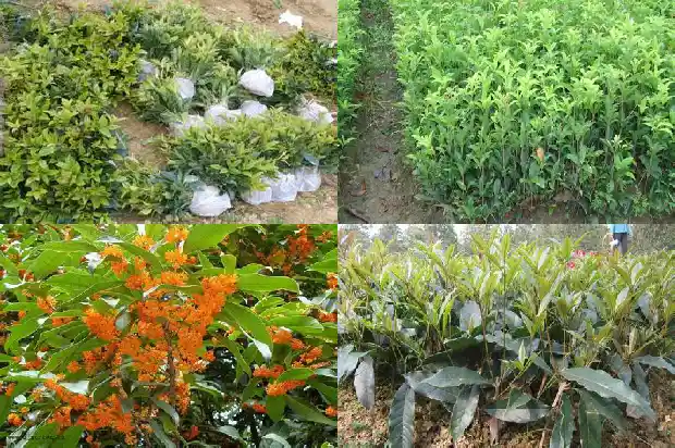 桂花树有枯叶需要什么药1681437722798