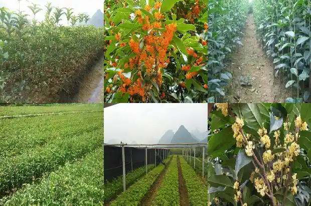 桂花树有枯叶需要什么药1681437722846