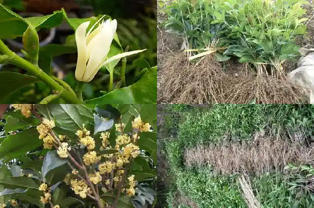 桂花树叶子干尖怎么办呢1681437904705