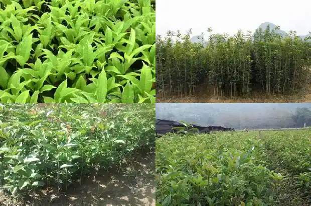地栽桂花树叶子干尖怎么办1681437991581