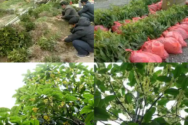 地栽桂花树叶子干尖怎么办1681437991628