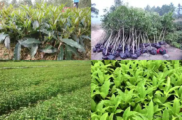 桂花树突然叶子全干枯了为啥不开花1681438077484